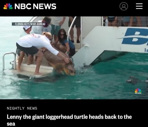 Loggerhead Turtle Release